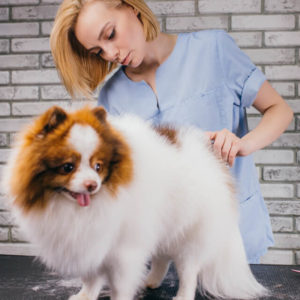 Dog Grooming, Bathing & First Aid