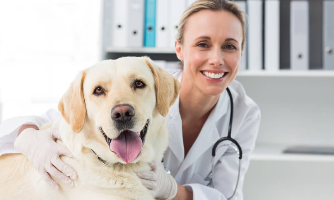 Veterinary Physiotherapist Certificate – Level 2