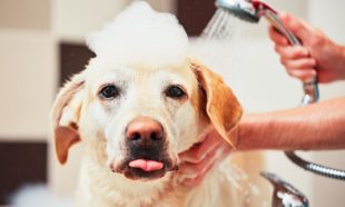 Dog Grooming and Care