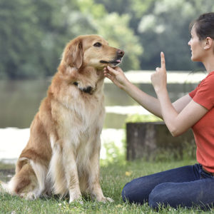 Dog Training & Fostering Diploma