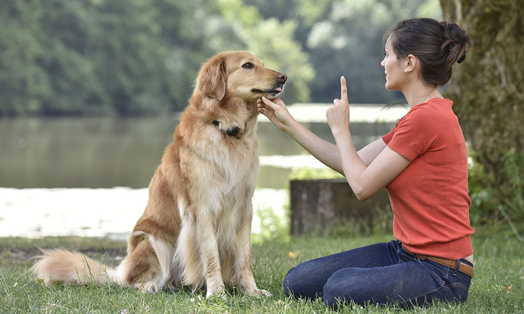 Dog Training & Fostering Diploma